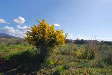 Fototapeta premium Natura