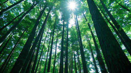 Fototapeta premium sun rays through the bamboo forest