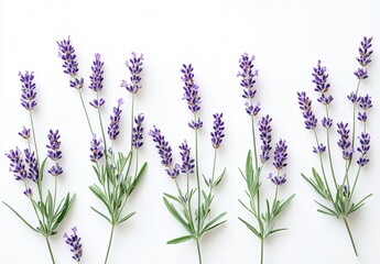 Naklejka premium Lavender sprigs arranged in a horizontal line on a white background. Fresh, vibrant purple blossoms and green stems. Perfect for a minimalist, floral design or product photography