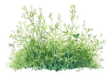 Fototapeta premium Green grass shrub illustration watercolor plant.