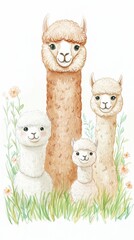 Naklejka premium A heartwarming portrait of an alpaca family with two adorable alpacas in a beautiful watercolor illustration