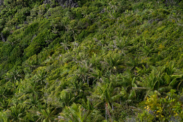 A lush tropical hillside covered in dense green vegetation, including palm trees and various jungle...