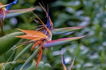 View of a bird of paradise flowers in full bloom, with some rain drops on them, in a garden near...