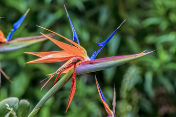 View of a bird of paradise flower in full bloom, against a green blurred background, in a garden...