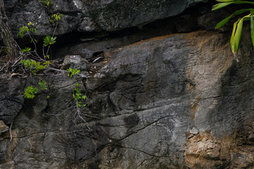 Weathered rock face with rugged textures, cracks, and resilient green vegetation growing from crevices, depicting natural erosion, resilience, and geological formations in a tropical environment.