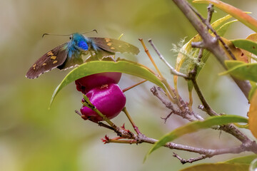 Close-up photography of a blue-glossed skipper perched on an eugenia leaf, in a garden near the town of Villa de Leyva in central Colombia.