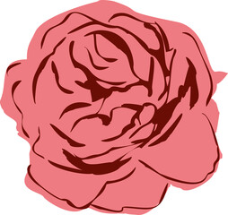 vector illustration of a rose