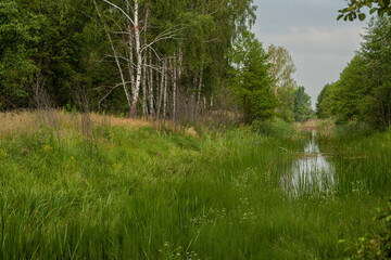 A serene spring forest with fresh green leaves and tall birch trees standing by a small, quiet...