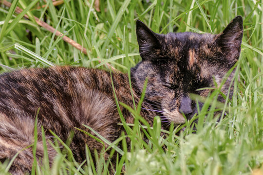 A calico cat sleeping on the grass in the morning , in te garden of  a farm house, near the colonial town of Villa de Leyva in central Colombia.