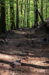 summer wild forest in germany with many green trees
