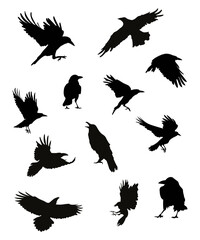Set of black silhouette of a crows on a white background. Illustration of a mystical bird. Vector illustration.