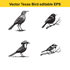 Fototapeta premium Vector birds, the Texas state birds, sitting, flying, and standing 