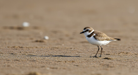 Kentish plover foraging on a sandy beach during a sunny day coastal wildlife