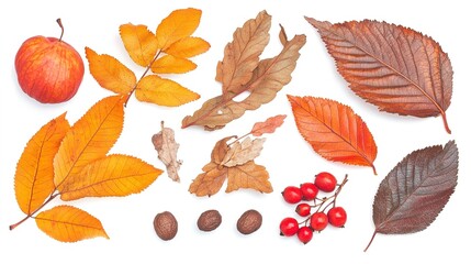 A vibrant autumn harvest showcasing nature's beauty with rich, warm-toned leaves, berries, and nuts against a pure white background.