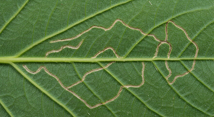 Fototapeta premium Intricate leaf miner insect trails create natural artistry on a green leaf