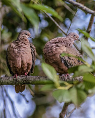 View of a couple of eared doves grooming themselves in the morning, over an alder branch in a forest in the eastern Andean mountains of central Colombia.