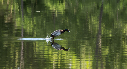 Pochard duck diving into the tranquil freshwater lake, creating ripples in water