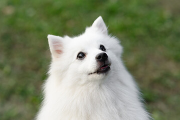 white Japanese Pomeranian Spitz looks up at owner on walk in park, dogwalking concept