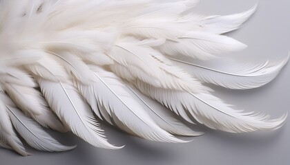 white feather on plain background