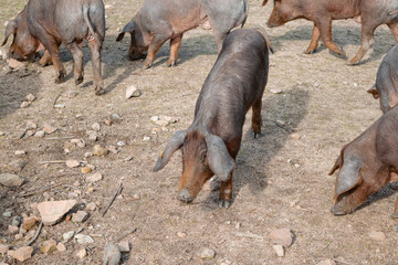 Iberian pigs root around in the ground looking for acorns that have fallen from the holm oaks in a...