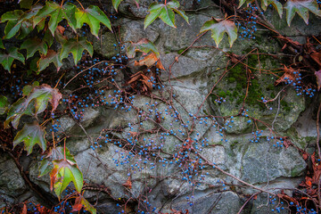 Wild grapes against a stone wall in close-up