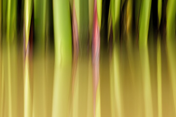 Intentional camera movement photography of papyrus stems on a pond at morning, in a farm near the...