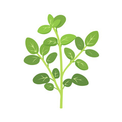 A hand painted flat 2D illustration of a green oregano branch with leaves isolated on a white background, ai, flat 2d design, EPS format on transparent background