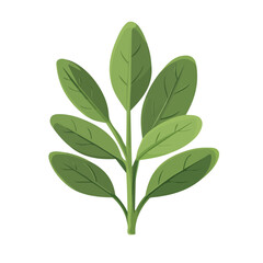 A Simple flat 2D icon green sage branch leaves set isolated on transparent background, vector, flat design, animation design, vector, flat design, animation design, simple flat 2D icon, clipart