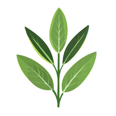 Simple flat 2D icon sage branch leaves set isolated on transparent background, vector, flat design, animation design, vector, flat design, animation design, simple flat 2D icon, clipart