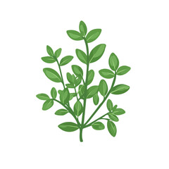 Fototapeta premium Simple flat 2D illustration of thyme isolated on a white background, ai, flat 2d design, ideal for animation, UI/UX design, mobile apps, web design, digital illustrations