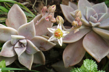 Natura