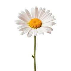 Naklejka premium Single daisy flower with white petals on a black background