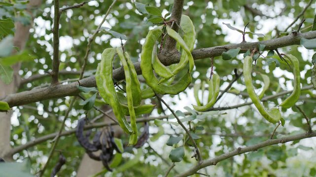 Green carob pods between green foliage on a tree closeup.
