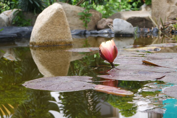 Natura