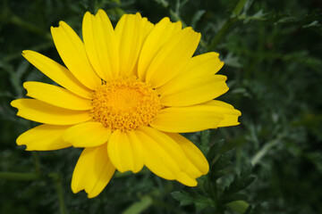 Natura