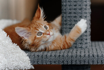 ginger Maine-Coon kitten lying on cat house at home, red small thoroughbred cat. pet care concept