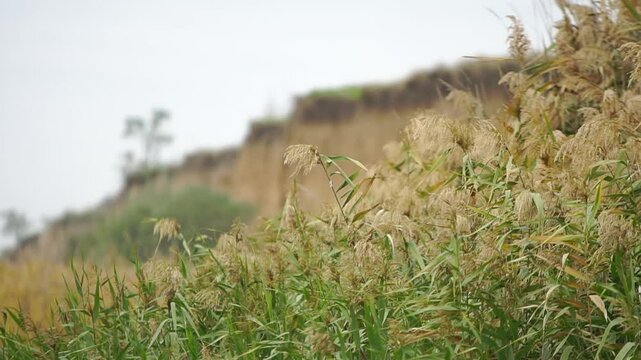 Reed thickets in front of a cliff middle shot 