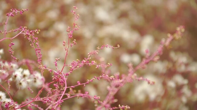 Unknown plant with pink stem and pink leafs close-up at a firth shore 
