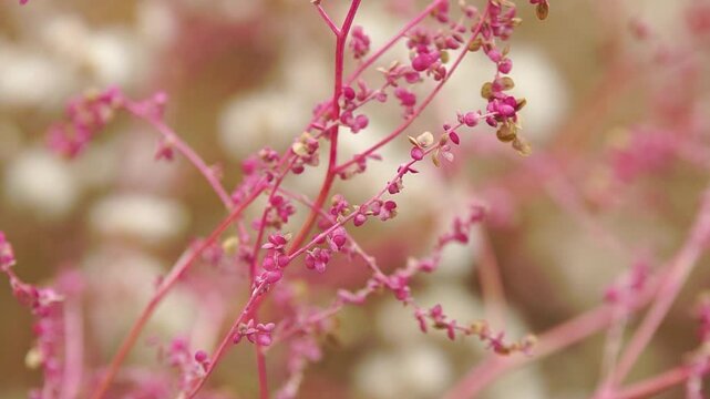 Unknown wild pink plant close-up at a firth shore 
