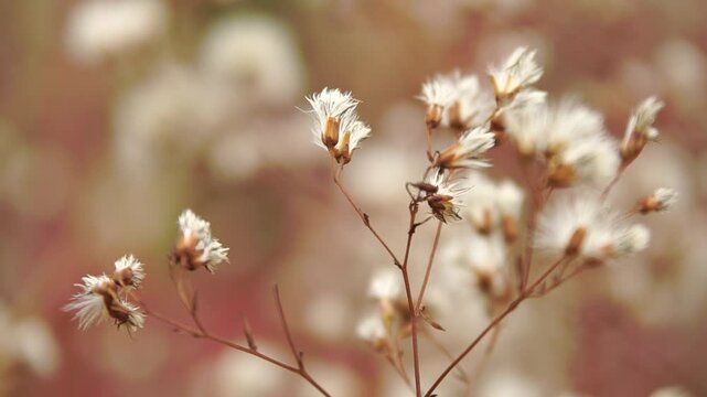 Wild flowers of pannonia aster close-up with shallow depth of field