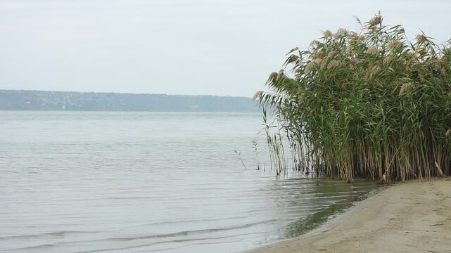 Shore of Kuyalnitsky estuary with calm water surf and reed thickets