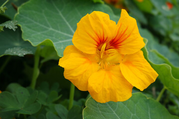 Natura
