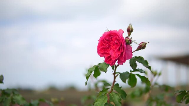 Crimson rose blossom with big bud and green leafs in a garden close-up pan