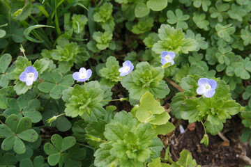 Natura