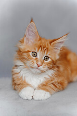 ginger Maine-Coon kitten lying on grey chair at home, red small thoroughbred cat. pet care concept, vertical photo