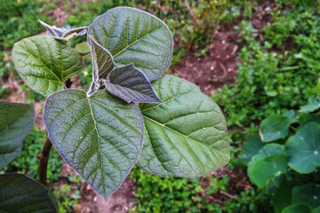 Natura