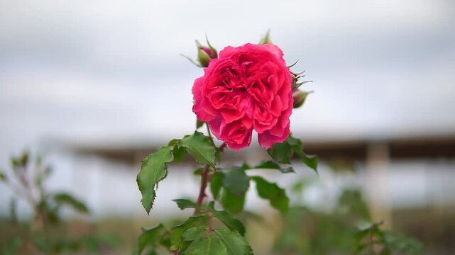 Beautiful pink blossom rose flower close-up truck shot in an outdoor garden