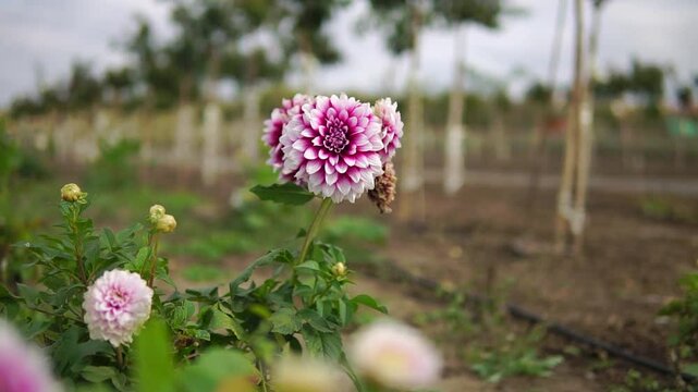 Two-color white and purple dahlia flowers blossom in a garden