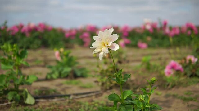 Single dahlia flower with tender beige color in a sunny garden