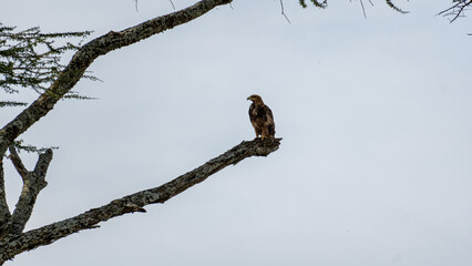 An Eagle Elegantly Perched on a Branch Silhouetted Against a Dramatically Cloudy Sky Serengeti Tanzania Africa